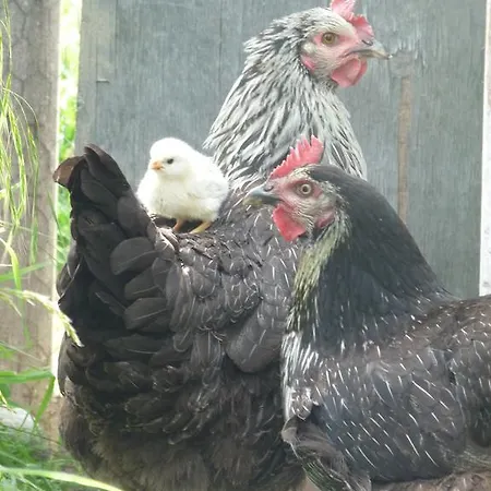 Frühstückspension D'hotes Les Pesques Palaminy