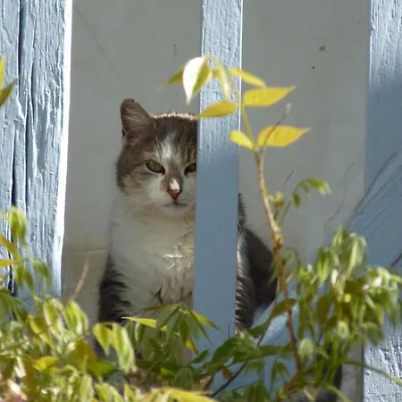 Frühstückspension D'hotes Les Pesques