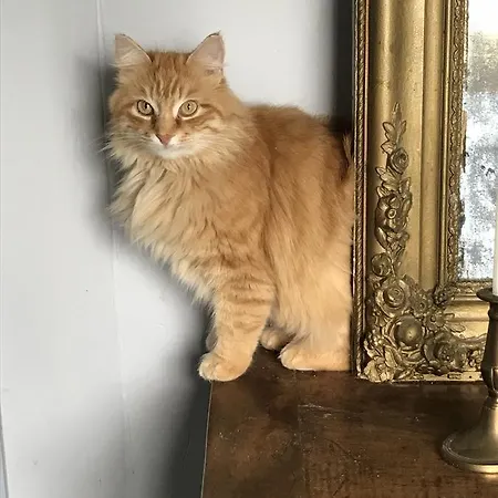 D'hotes Les Pesques 3*