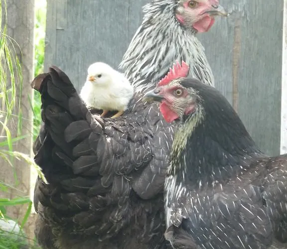 Bed & Breakfast D'hotes Les Pesques Palaminy