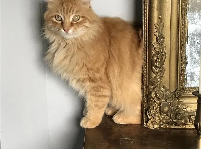 D'hotes Les Pesques 3*